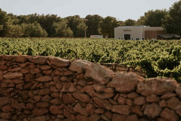 bodega_terramoll_formentera6_easy-resizecom_-620x413-1