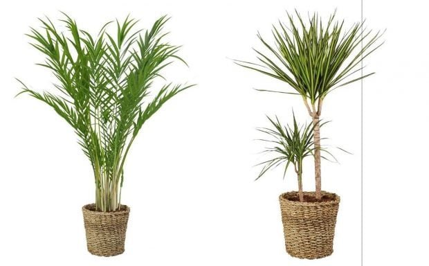 corre-a-lidl-antes-de-que-se-agoten-ya-tienen-disponibles-las-plantas-para-el-balcon-que-llevan-maceta-de-mimbre-y-son-faciles-de-cuidar-620x384-1