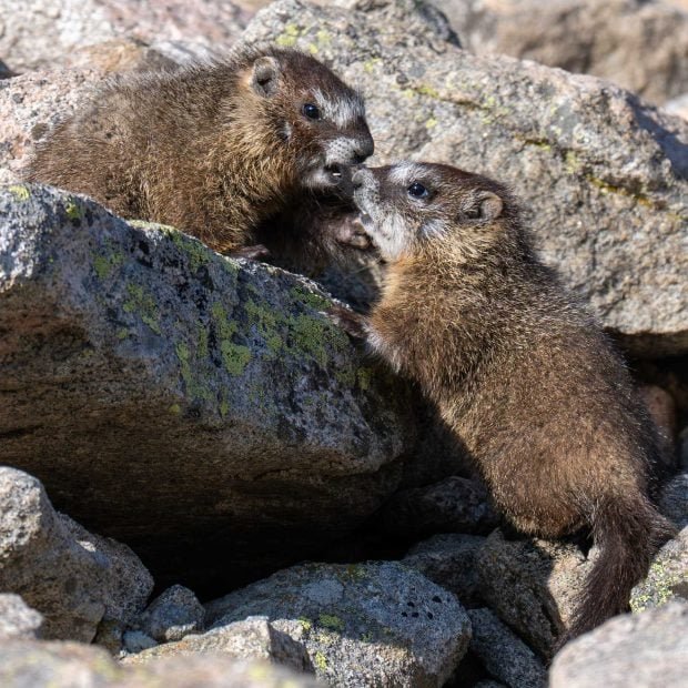 dos-marmotas-620x620-1