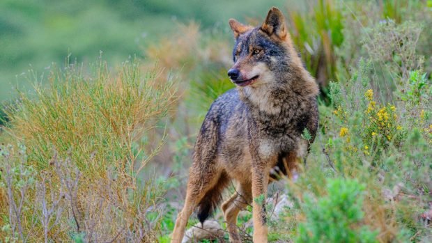 lobo-iberico-lista-roja-620x349-1