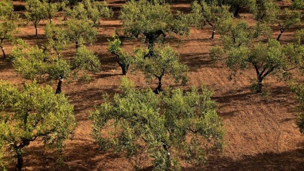 olivos-620x349-1