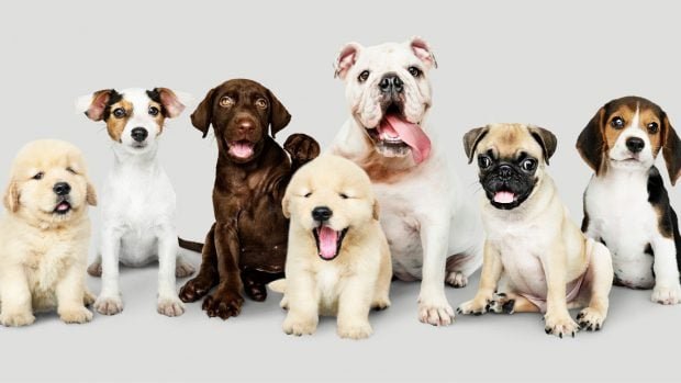 perros-620x349-1