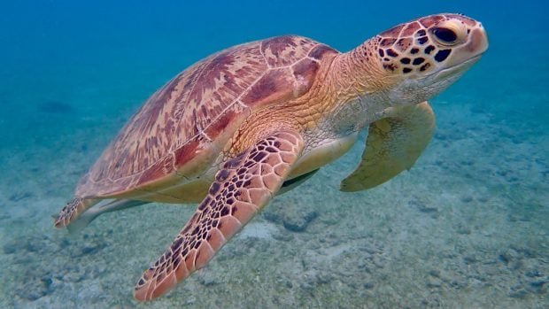tortuga-marina-620x349-1