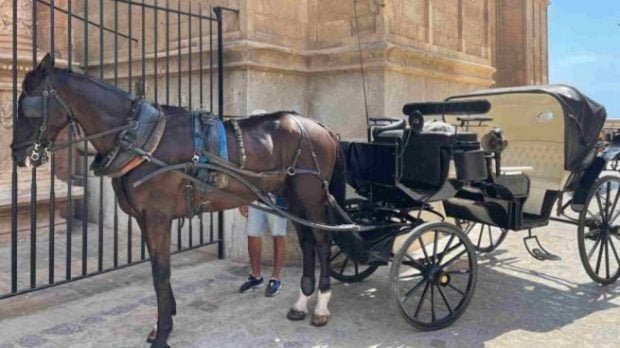 calesas-palma-655x368-1-620x348-1