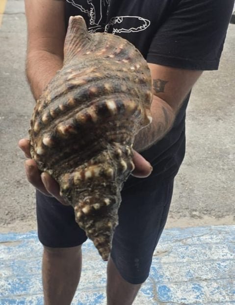 caracola-triton-ceuta-479x620-1