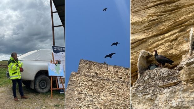 ibis-eremita-montaje-iberdrola-620x349-1