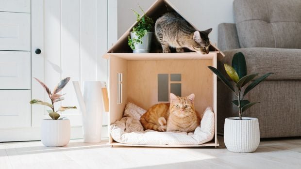 mascotas-gatos-casa-alquiler-decreto-620x349-1