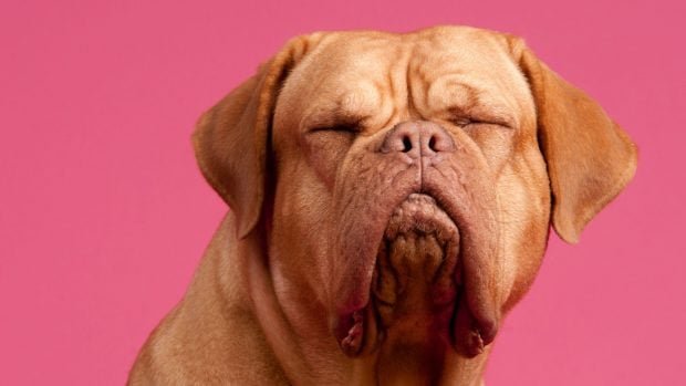 parpadeo-perros-foto-620x349-1
