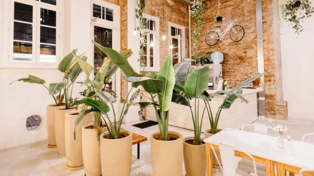 plantas-solas-620x349-1