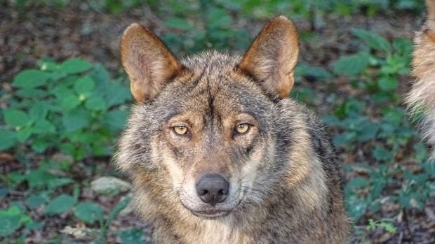 proteccion-lobo-620x349-1