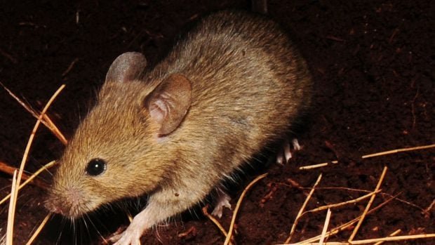 raton-620x349-1