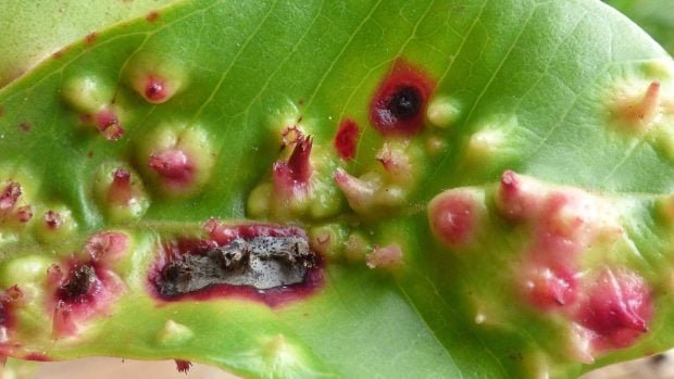 tectococcus-ovatus-620x349-2