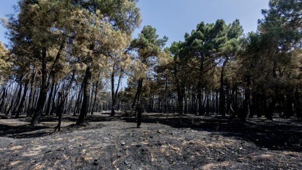 terreno-incendiado-en-lozoluyela-620x349-1