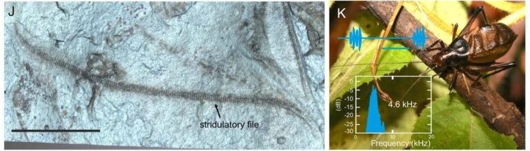 lima-estriduladora-fosil-y-grillo-vivo